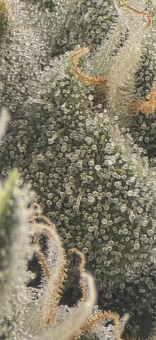 strawberry guava bx — flower, day 11