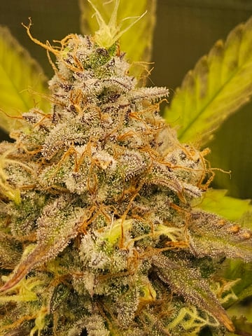 Mimosa Bruce Banner XL — flower, day 75