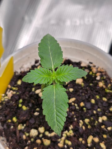 Northern lights #10 2nd plant (Selkies) — seedling_rooting, day 9