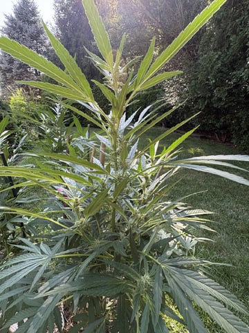 Rotten Heart (freebie From North Atlantics Breeders Dirty Bird Genetics  — flower, day 14
