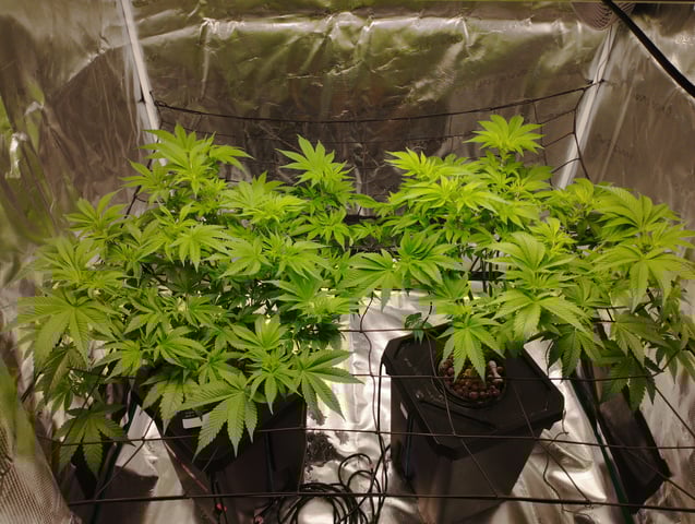 First Grow - - - Hydroponic - - - Roswell Code (2 plants)  — flower, day 6