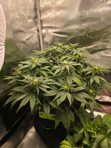 blue dream auto — flower, day 37