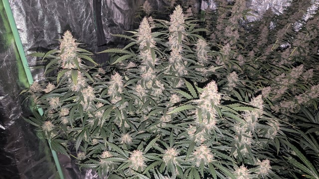 Strawberry Cheesecake Seedsman Seeds Autoflowers x2 — flower, day 85