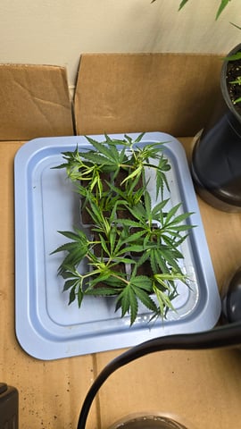 2nd Generation Clones — seedling_rooting, day 4