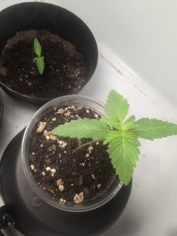 pineapple × super lemon haze — seedling_rooting, day 13
