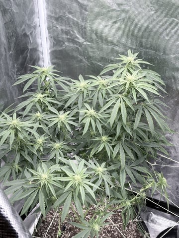 New LADIEZZ — flower, day 91