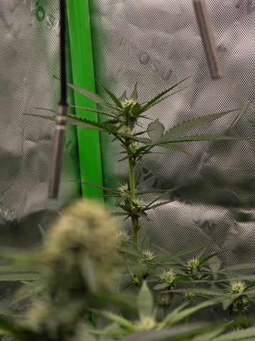 Auto RuntzxWreck — flower, day 26