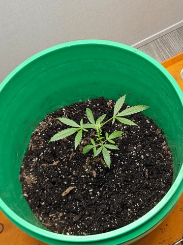 1st plant. Strain: Green Gelato AutoFlower — vegetative, day 52