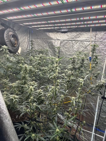 back to my roots.  — flower, day 21