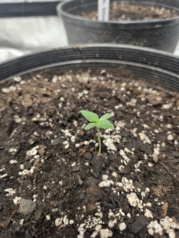 Grandpa Cookies, Black Cherry Soda And Lemon Trees — seedling_rooting, day 9