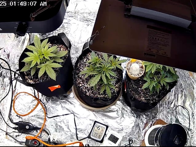 2nd Grow Ever — vegetative, day 22