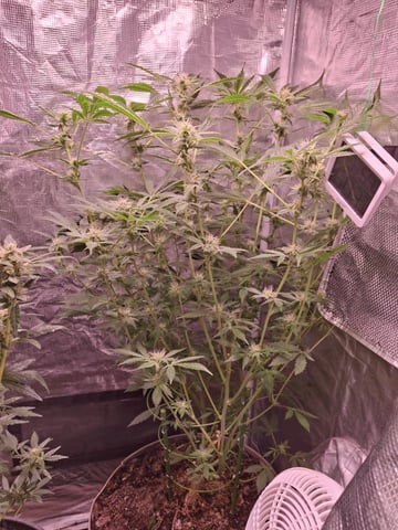 lil babies  — flower, day 48