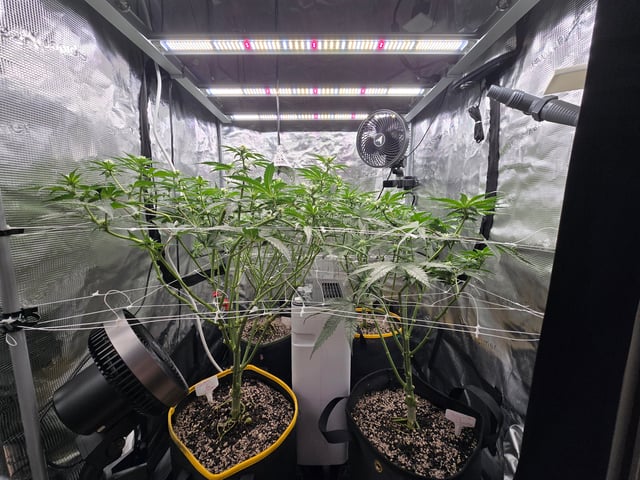 Grow #2 — flower, day 25