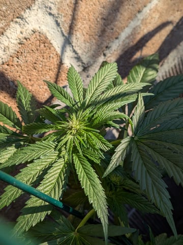 October Start — flower, day 89