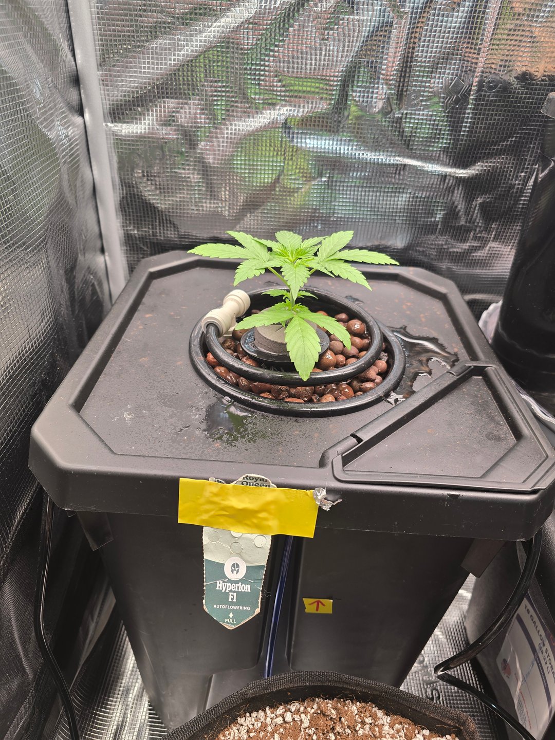 Hydroponic Photos