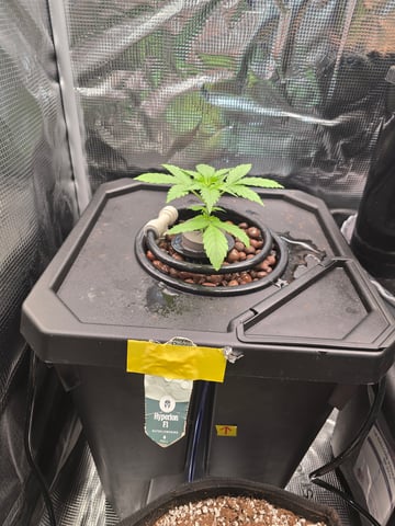Hydroponic Photos — vegetative, day 2