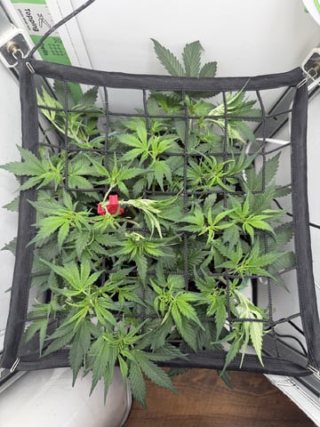 Indoor & Outdoor Grow 6 — flower, day 28