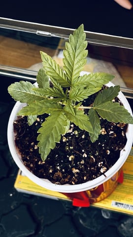 Autos: Banana Purple Punch (1)  & Guava Fig (2) — vegetative, day 41