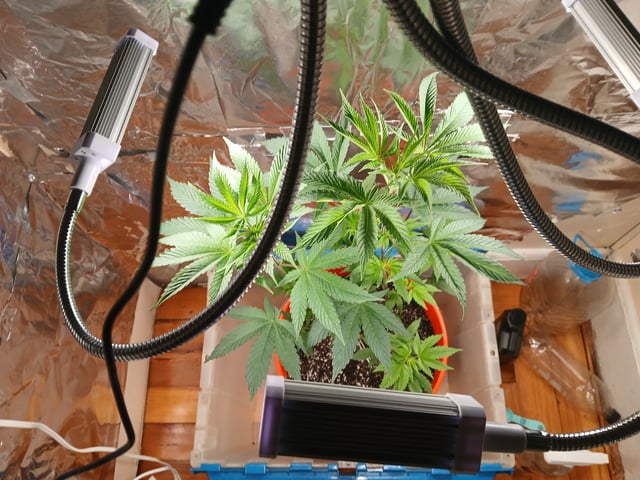 triangle kush  — vegetative, day 8