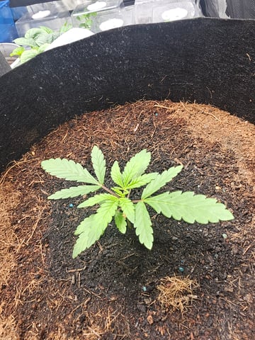 Swiss 1 — vegetative, day 6