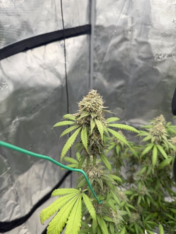  Apple fritter  Clones round two — flower, day 230