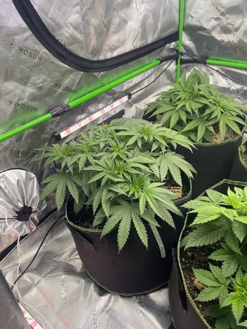 Phx_Freedom — vegetative, day 10