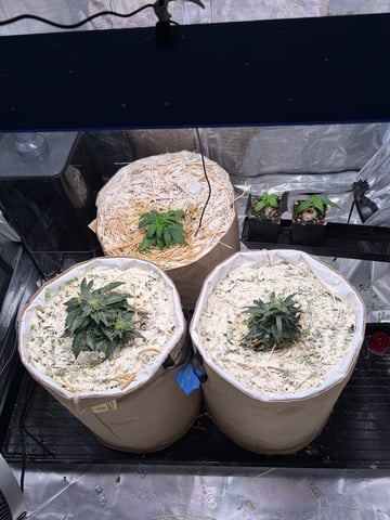 510 First Run! — flower, day 59