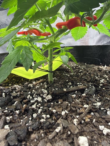 Gorilla Cookies 2nd Try — vegetative, day 34