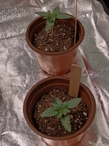 1st Grow Eva — vegetative, day 24