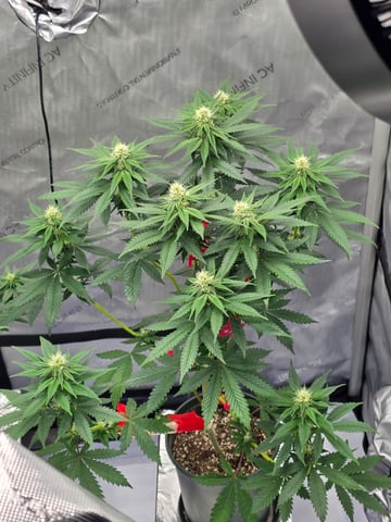 Homegrown - 🍒 🥧 & GSC Auto, 🚀 Seeds 🍌 Buttercups  — flower, day 51