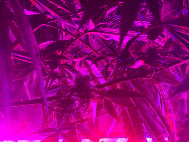 zunami s1 grounded genetics  — flower, day 66