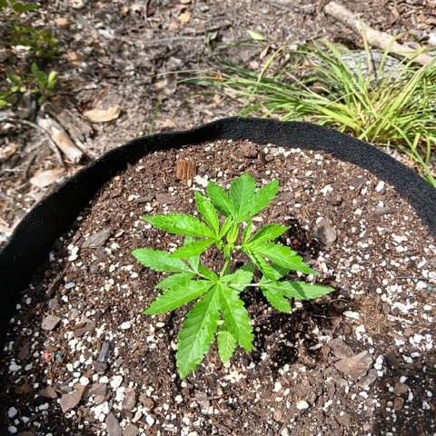1GreenThumb — vegetative, day 241