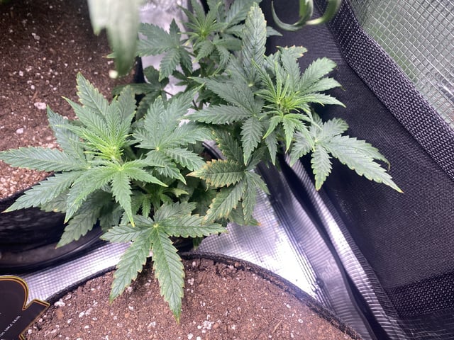 Auto Run #1 2025-2026 — vegetative, day 51