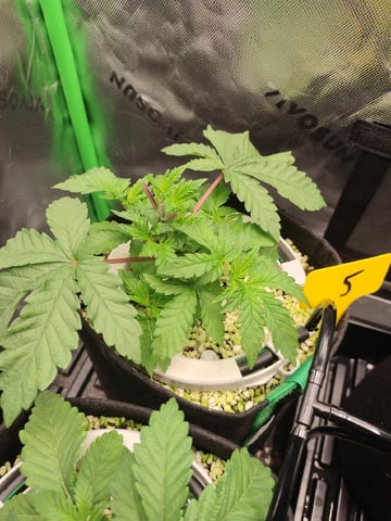 Mainely Genetics Micro Pheno Hunt — vegetative, day 21