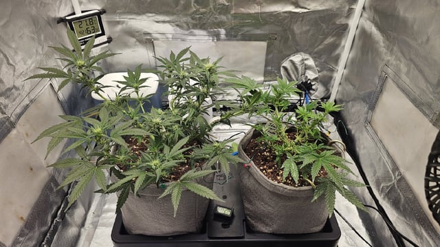 Jelousy Fast(Photo) & Ultra Voilet (Auto) — vegetative, day 5