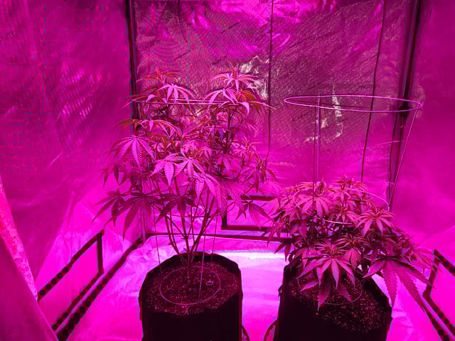 BLACKCHERRY SHERB — vegetative, day 25