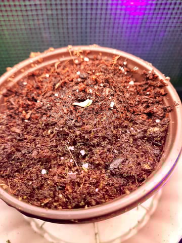 Blackberry kush — germination, day 4