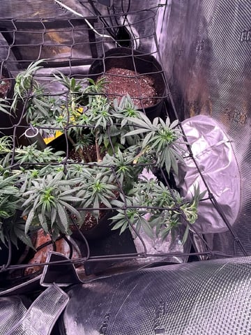 Blue Dream Feminized  — vegetative, day 88