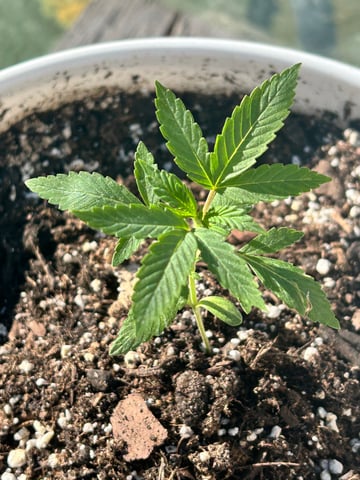 First ever grow — vegetative, day 29