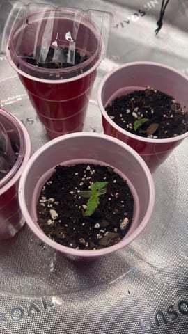 First Ever Grow GT — seedling_rooting, day 5