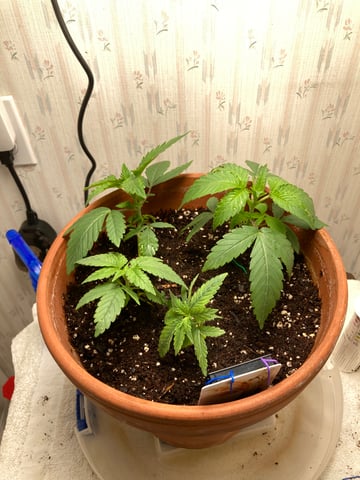 kush — vegetative, day 2