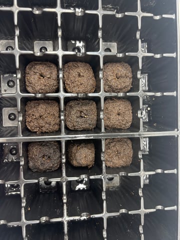 PKB remix/PotG — seedling_rooting, day 18