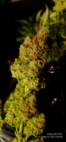 Birthday Harvest — harvest, day 2