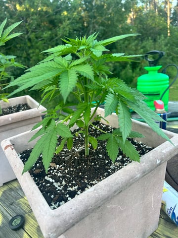 White Widow Twins — vegetative, day 38