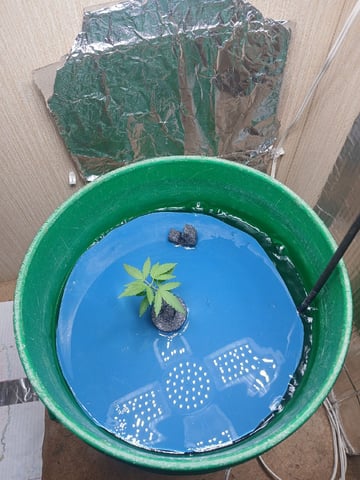 Hydro — vegetative, day 4