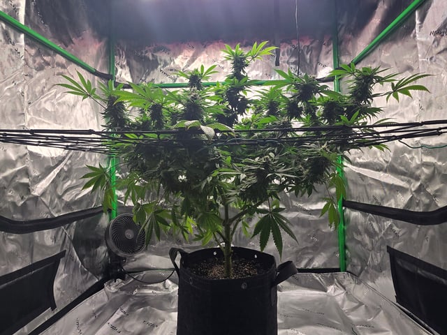 First grow — flower, day 101
