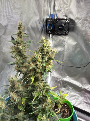 First Run — flower, day 111