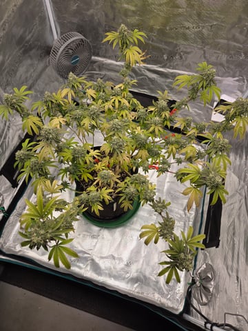 2nd Grow 3x5 tent — flower, day 128