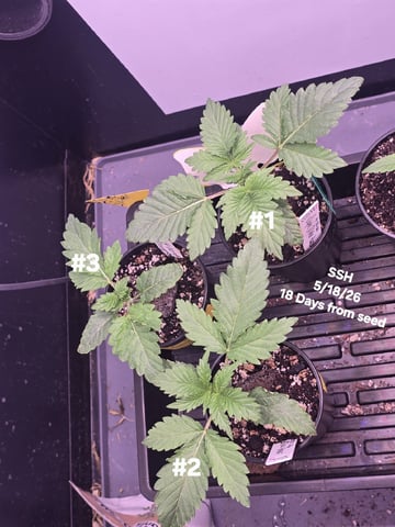 Super Silver Haze Fem Photo — vegetative, day 19