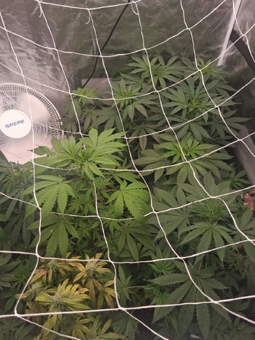 Panama Red Regular Jamaican Landraces — flower, day 10
